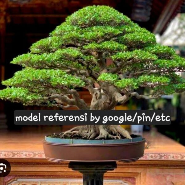 Bonsai Artifisial Orderan Kendal Kustom Model Chokkan gbr 1