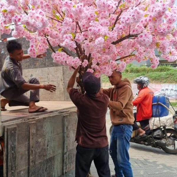 Pohon Sakura Meihua Cherry Blossom
