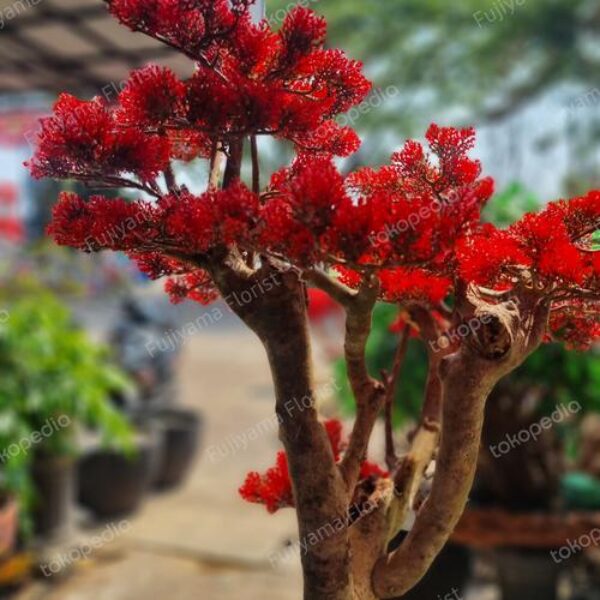 Bonsai Artifisial Sinesis Cemara Udang Tinggi 80 cm